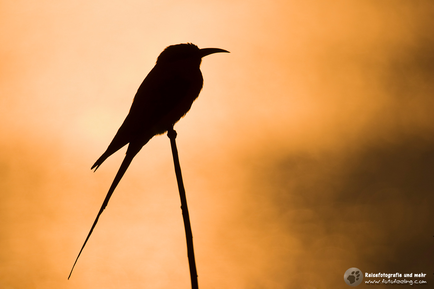 Karminspint, Bienenfresser (Merops nubicoides) in einem Baum im Sonnenuntergang