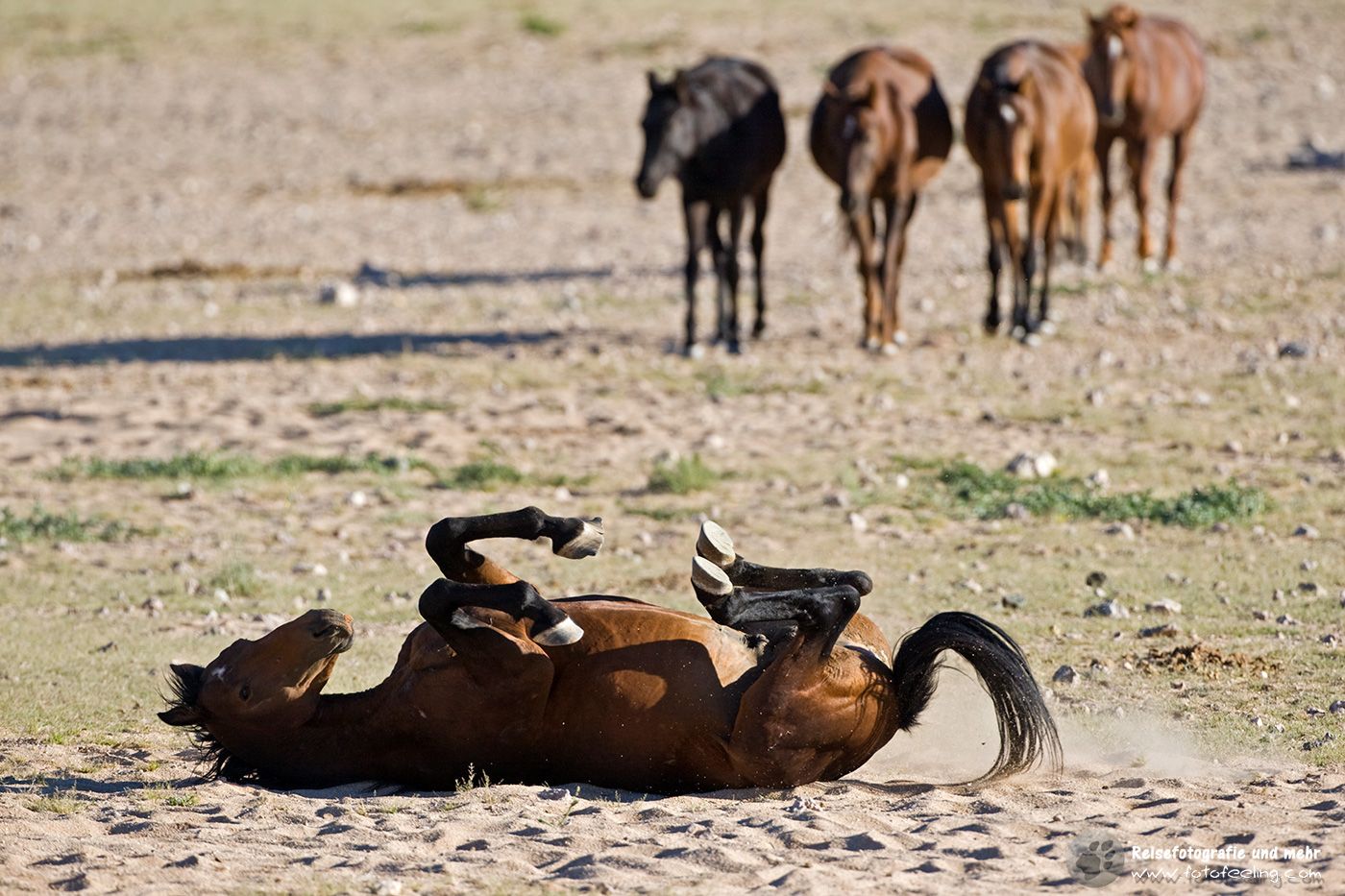 Wildpferde bei Aus, Namibia, Afrika