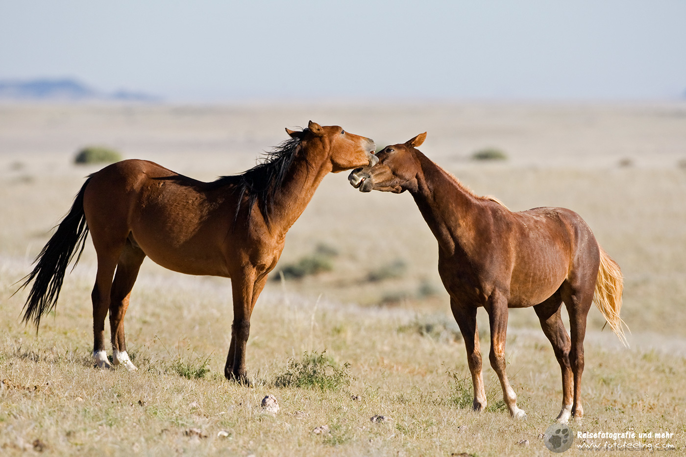 Wildpferde bei Aus, Namibia, Afrika