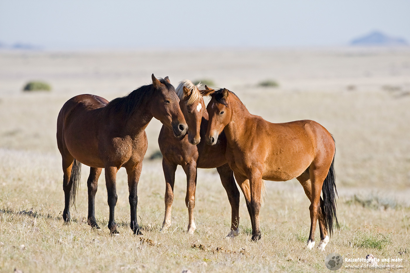 Wildpferde bei Aus, Namibia, Afrika