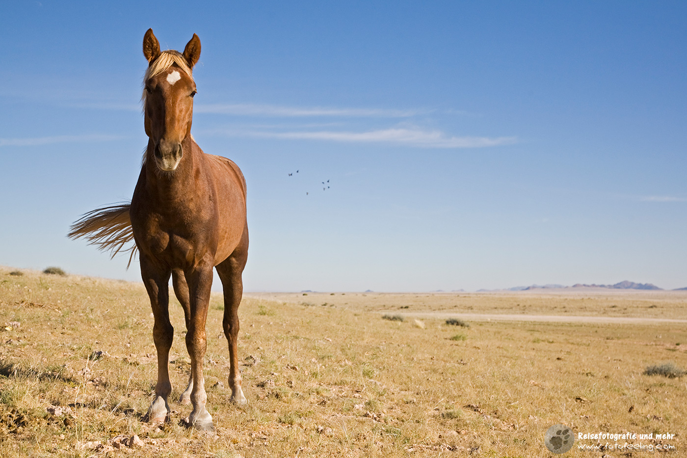 Wildpferd bei Aus, Namibia, Afrika