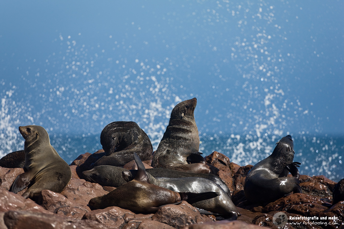 Ohrenrobben, Zwergpelzrobbe. Pelzrobbe (Arctocephalus pusillus)