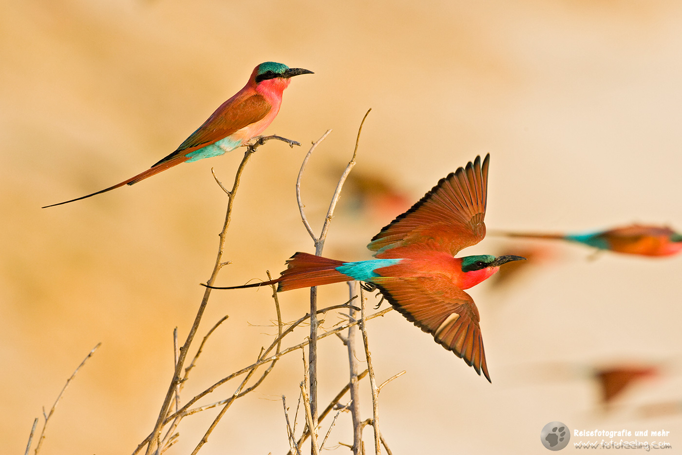 Karminspinte, Bienenfresser (Merops nubicoides)