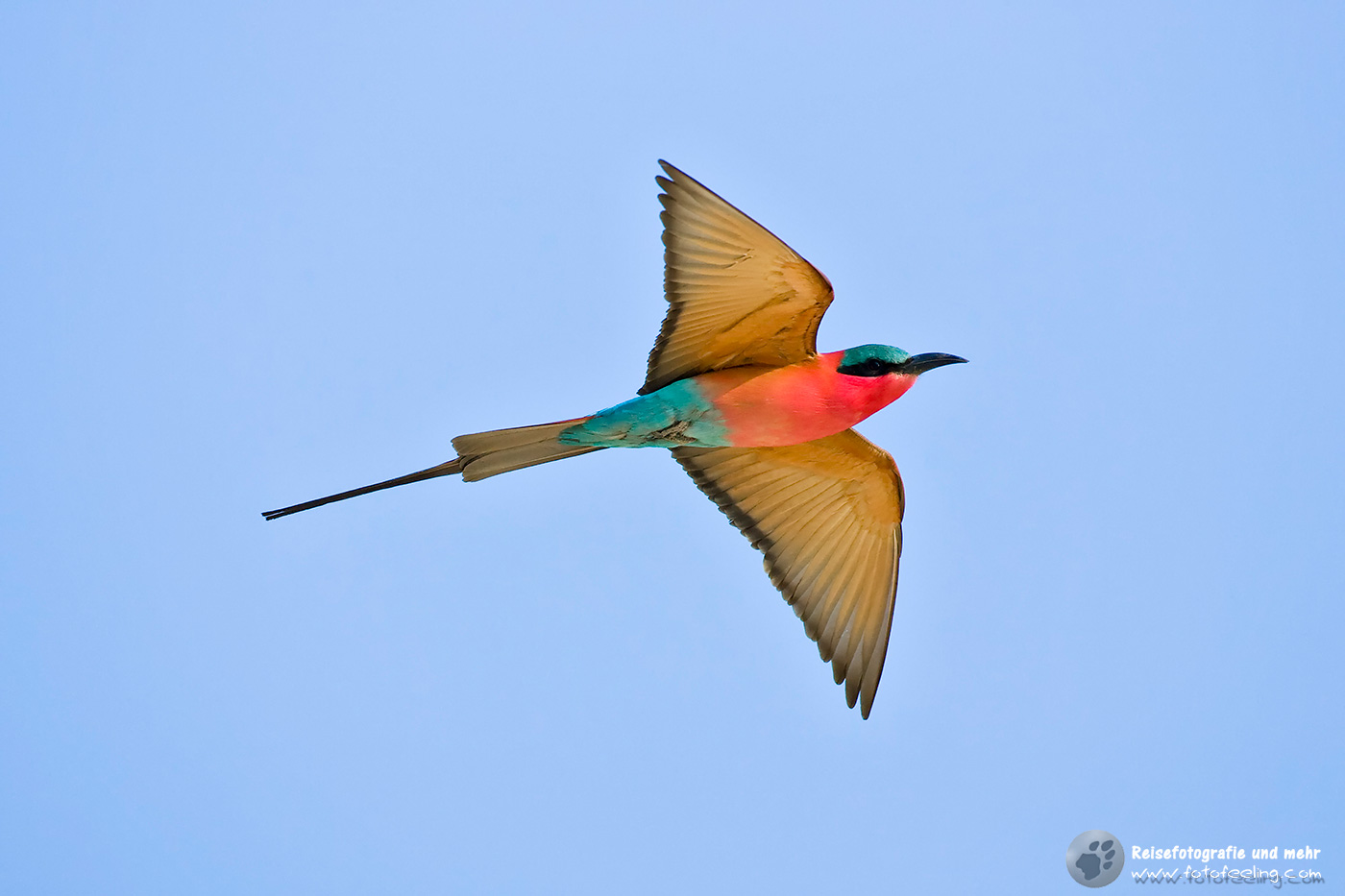 Karminspint, Bienenfresser (Merops nubicoides)
