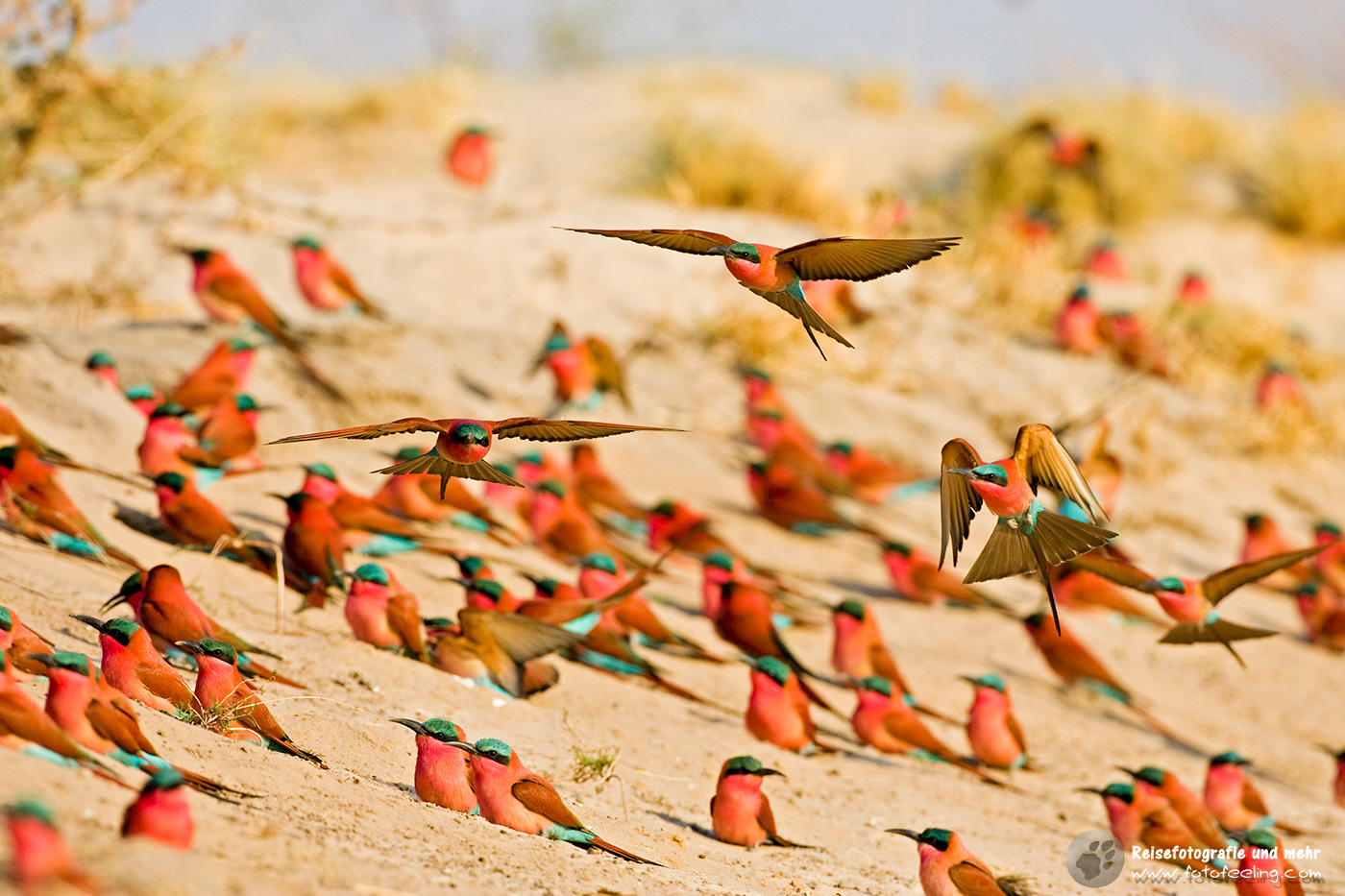 Karminspinte, Bienenfresser (Merops nubicoides) vor ihren Bruthöhlen