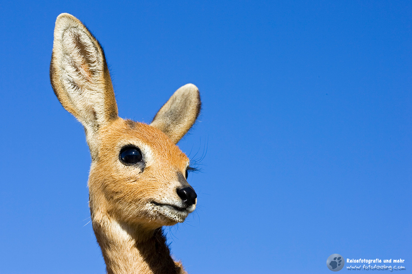 Junges Steinböckchen (Raphicerus campestris)