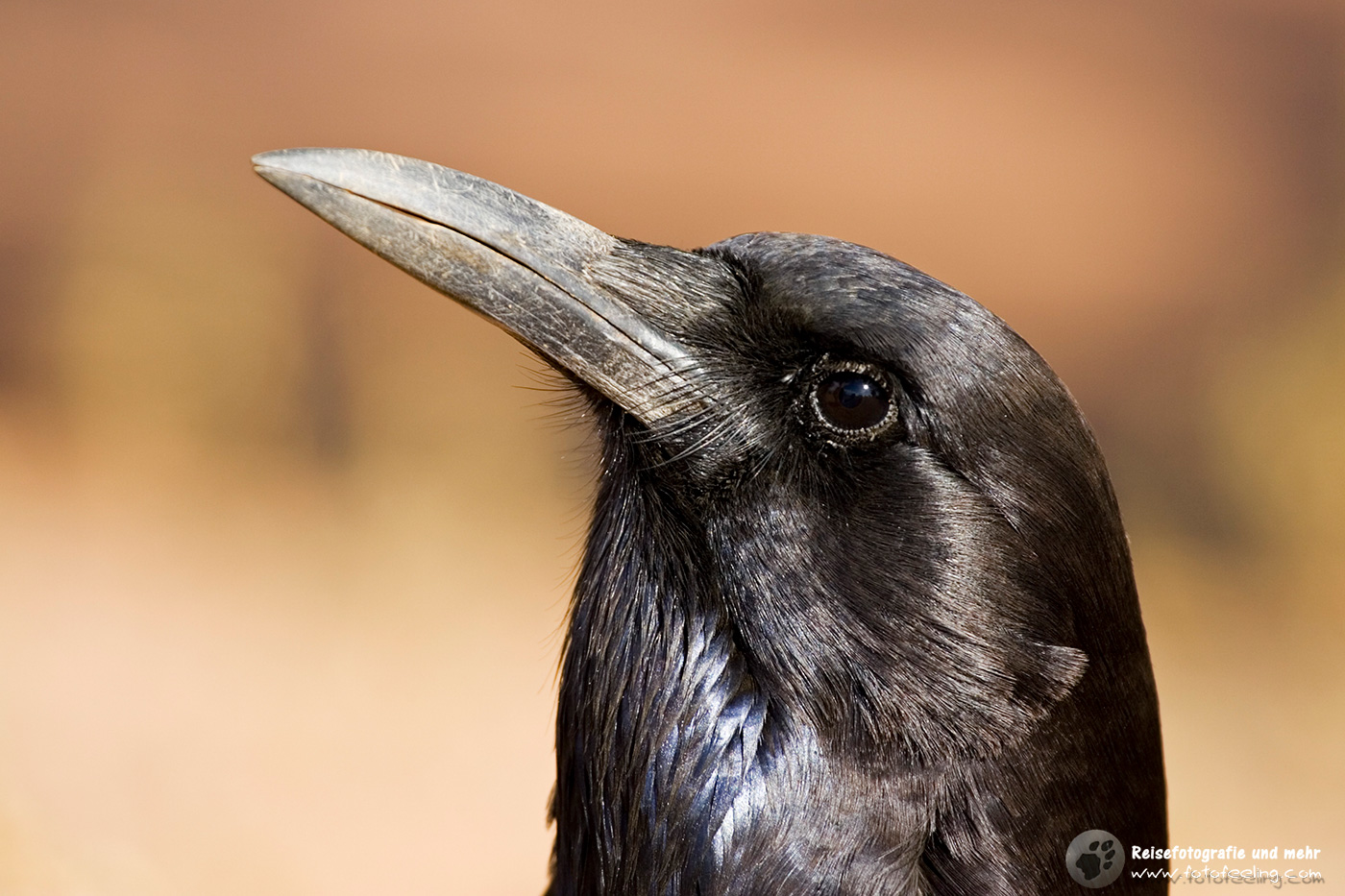 Kapkrähe (C. capensis)