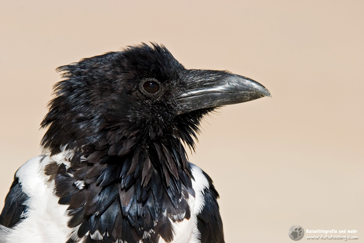 Schildrabe (Corvus albus)