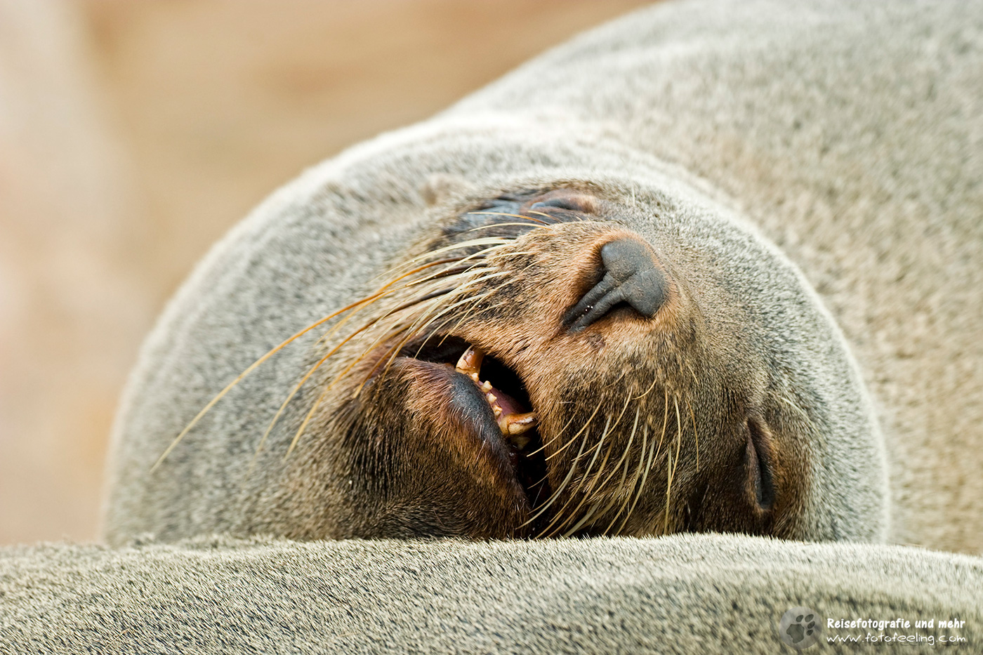 Südafrikanischer Seebär, Ohrenrobbe, Zwergpelzrobbe oder Pelzrobbe (Arctocephalus pusillus)