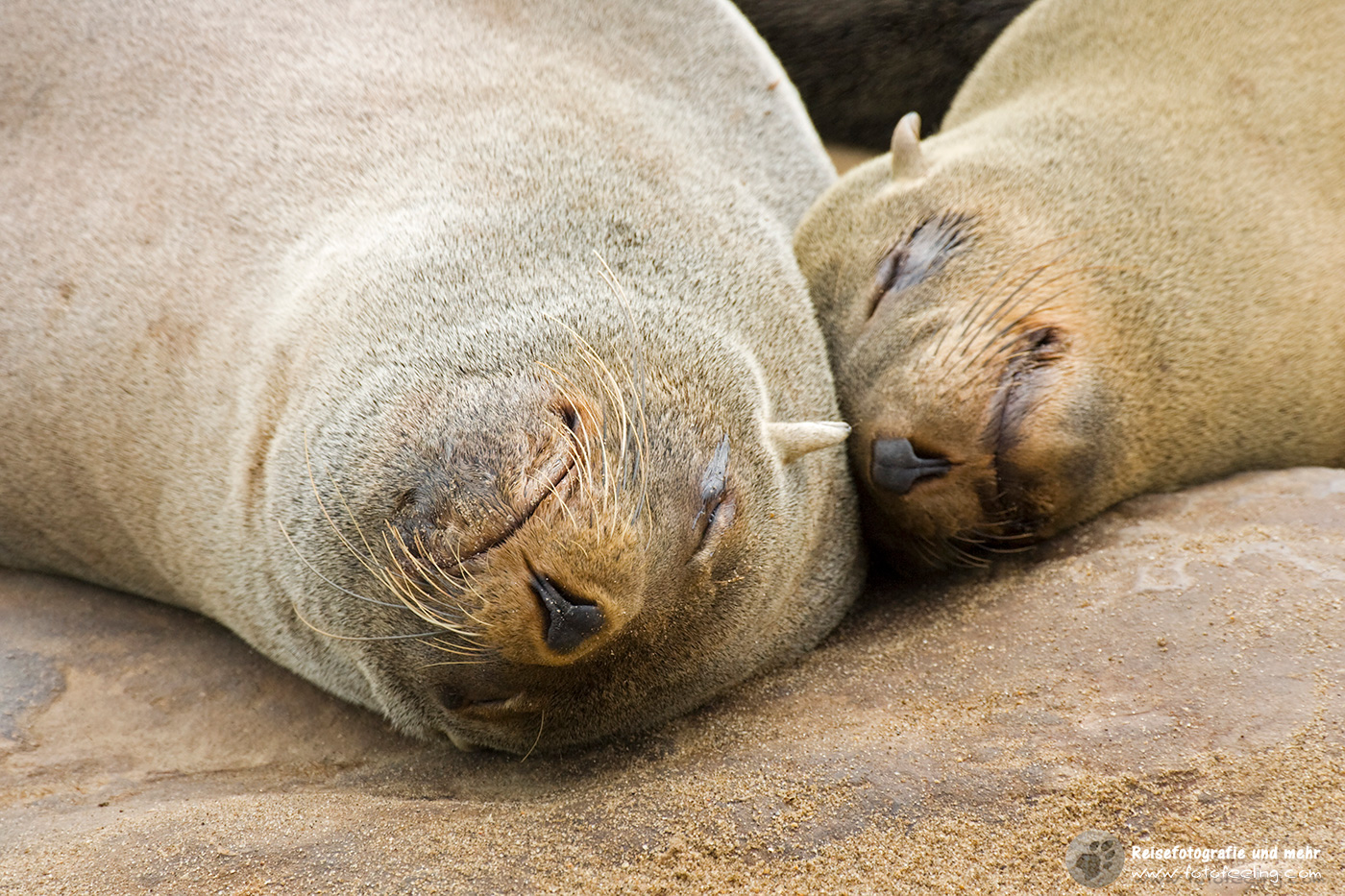 Südafrikanischer Seebär, Ohrenrobbe, Zwergpelzrobbe oder Pelzrobbe (Arctocephalus pusillus)