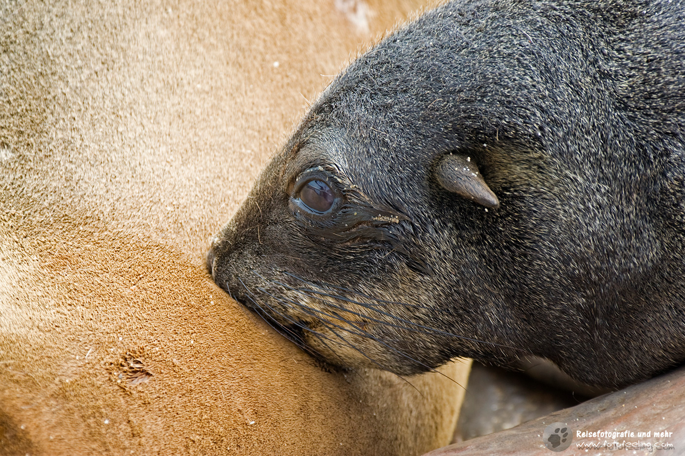 Südafrikanischer Seebär, Ohrenrobbe, Zwergpelzrobbe oder Pelzrobbe (Arctocephalus pusillus)