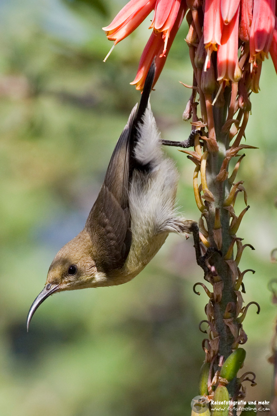 Malachit-Nektarvogel (Nectarinia famosa)