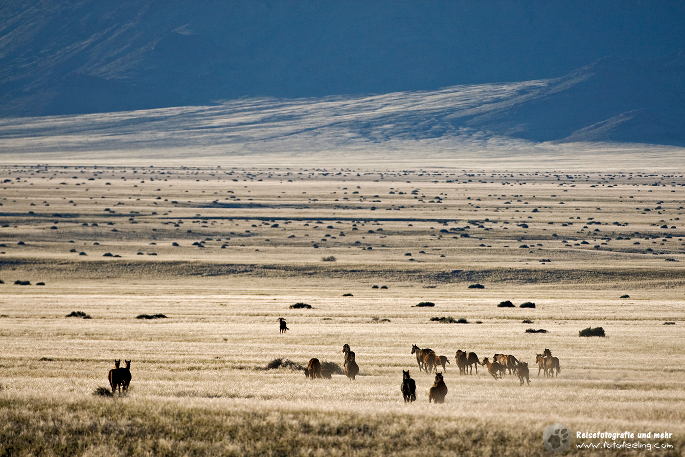 Wildpferde bei Aus, Namibia, Afrika