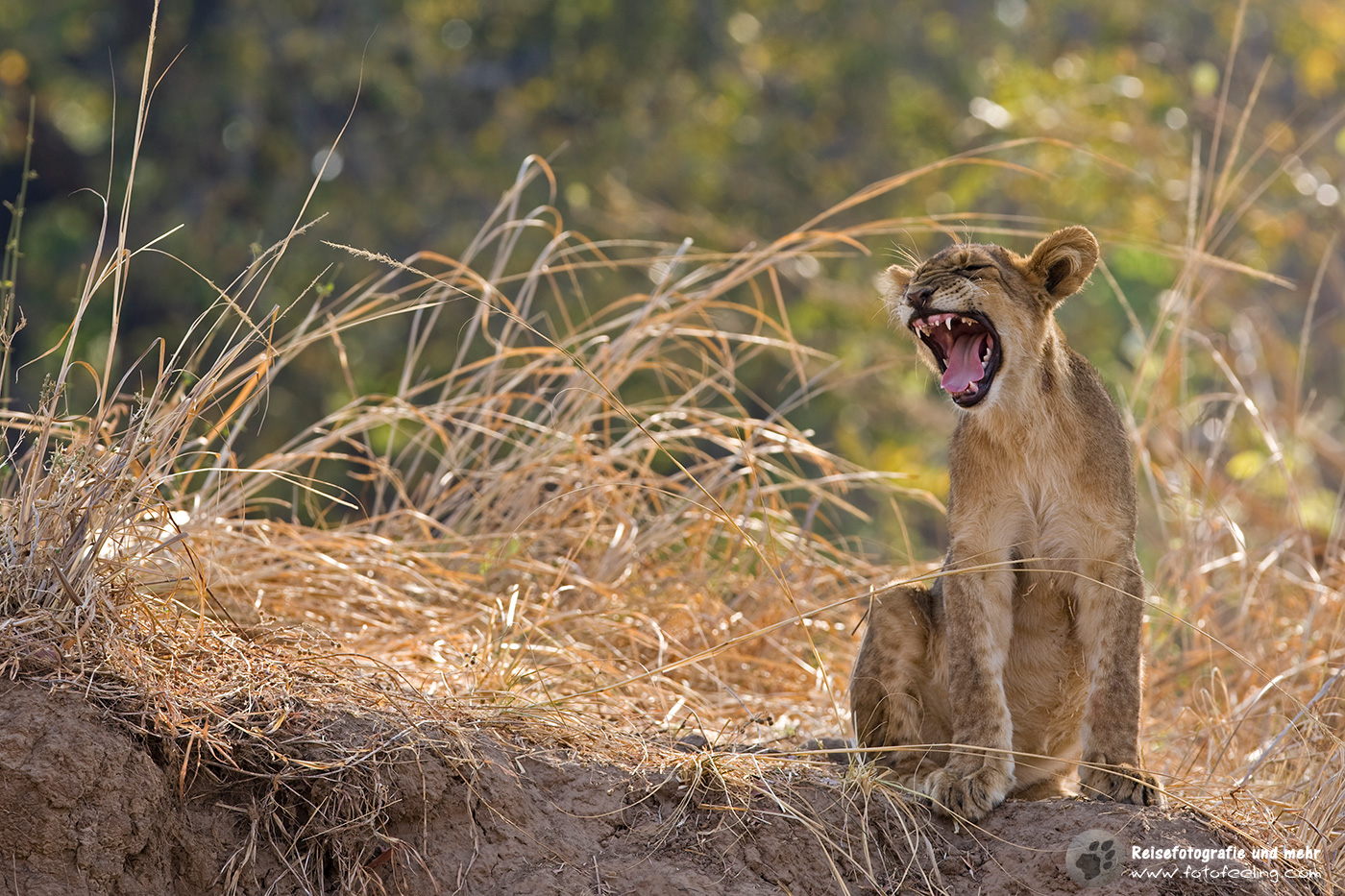 Löwe (Panthera leo)