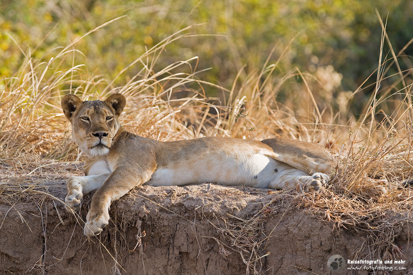 Löwe (Panthera leo)