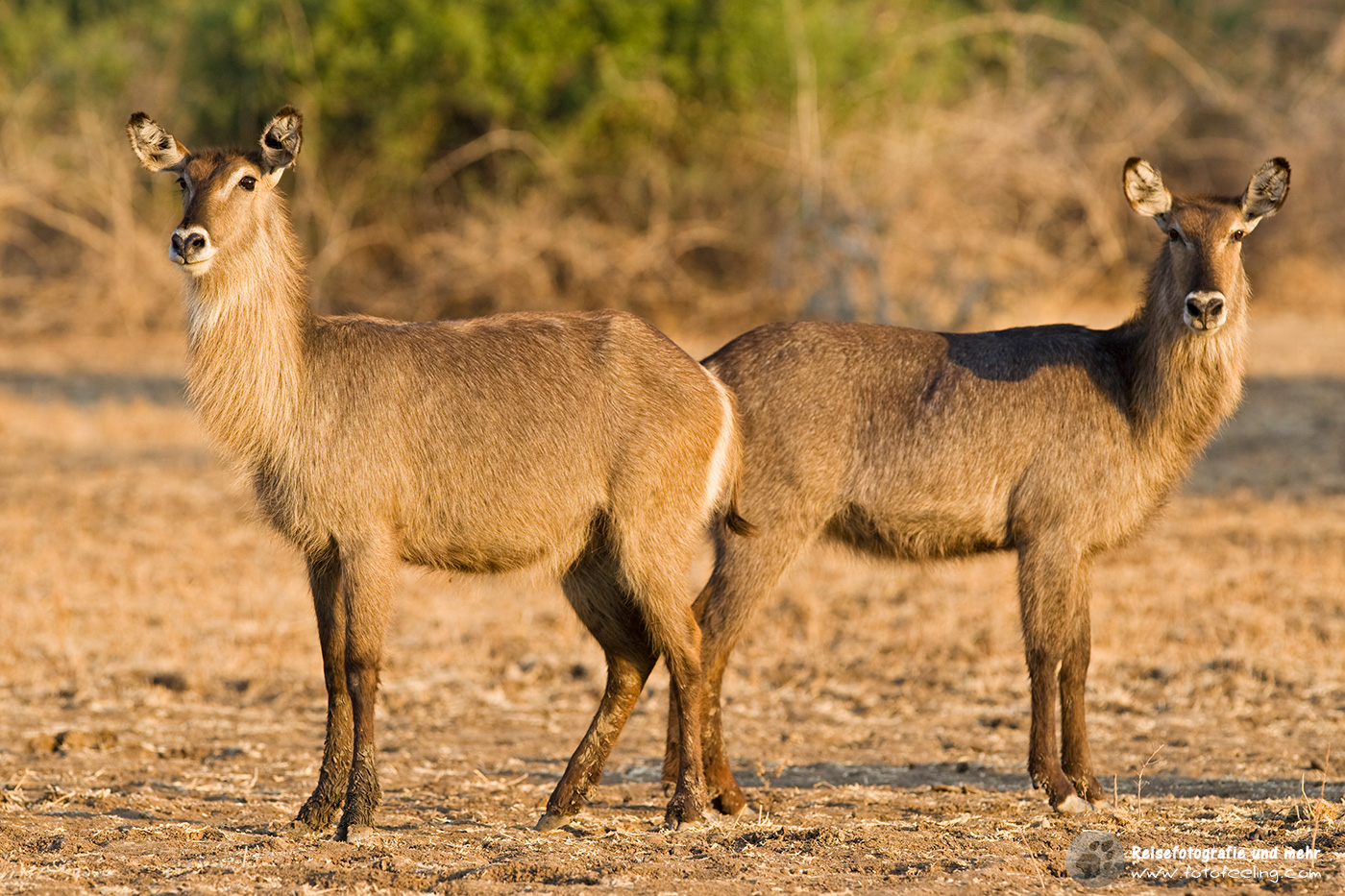 Ellipsen-Wasserböcke (Kobus ellipsiprymnus)