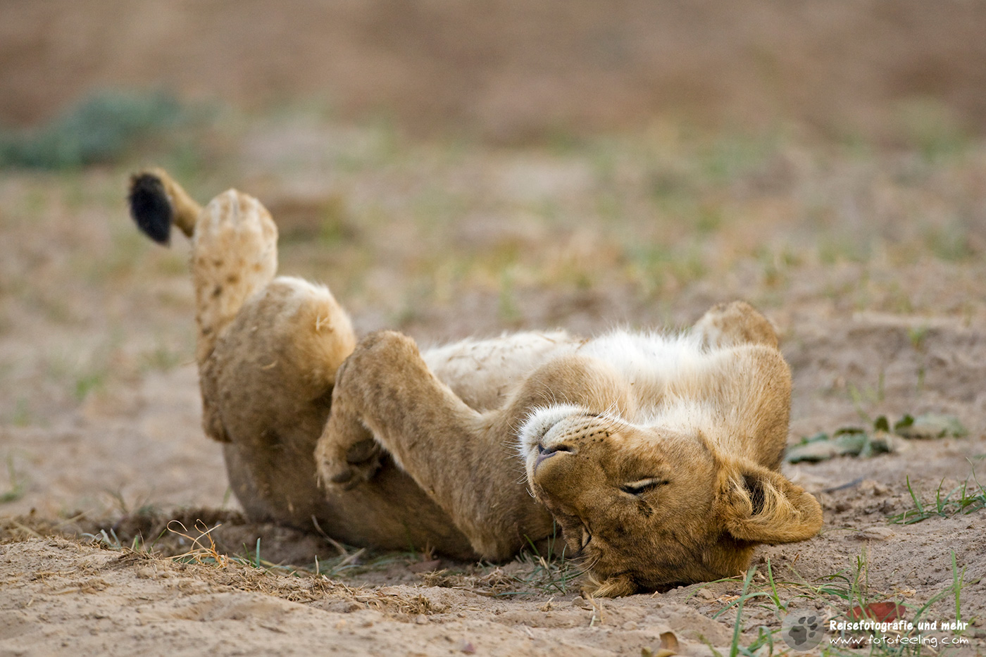 Löwe (Panthera leo)