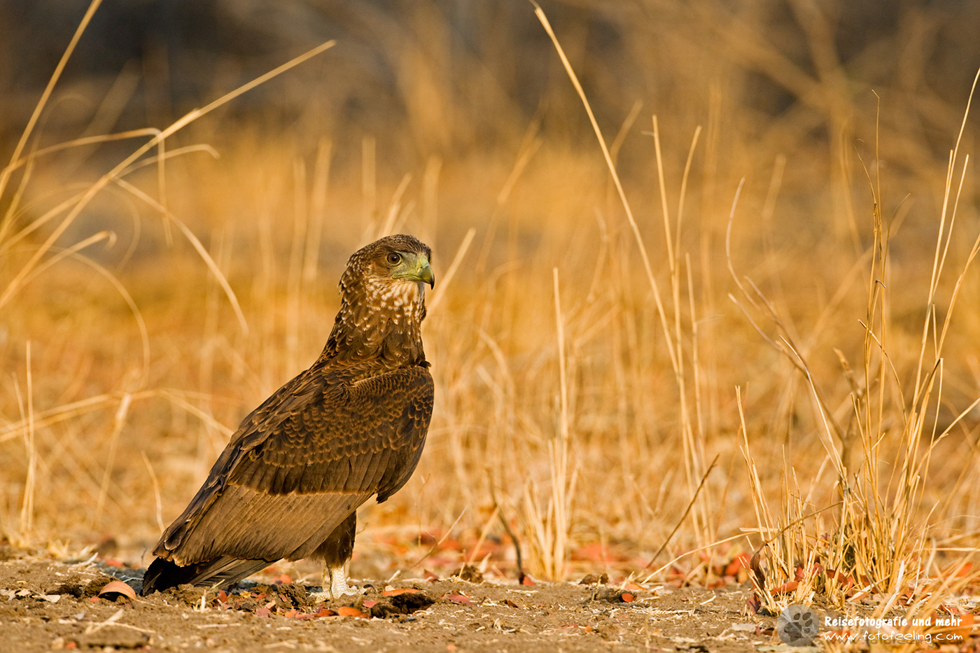 Gaukler (Terathopius ecaudatus) im Jugendkleid