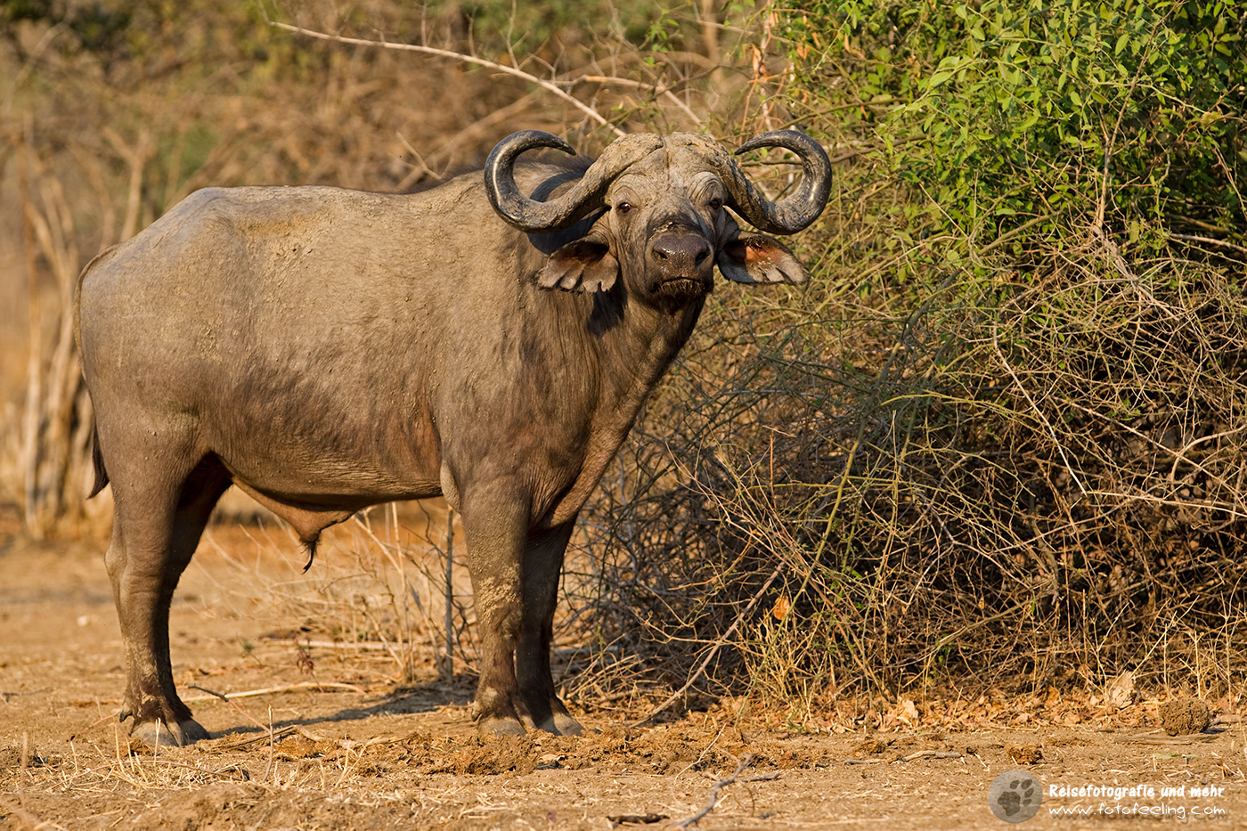 Kaffernbüffel (Syncerus caffer)