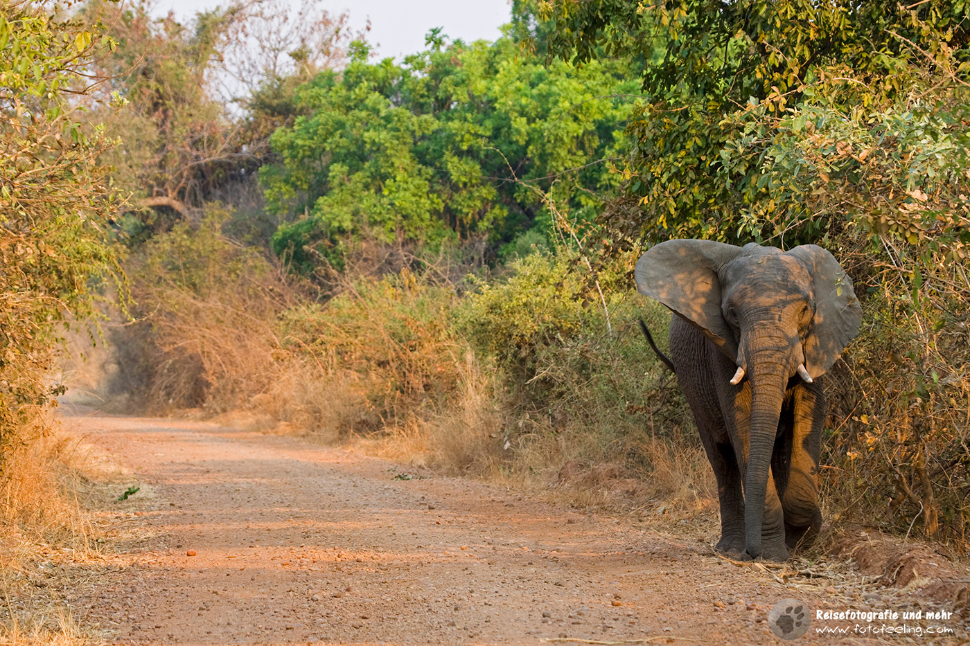 Afrikanischer Elefant (Loxodonta africana)