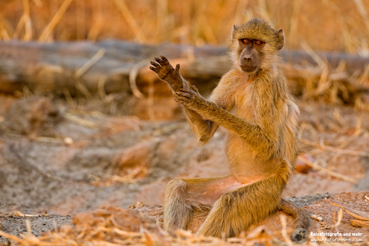 Steppenpavian (Papio cynocephalus)