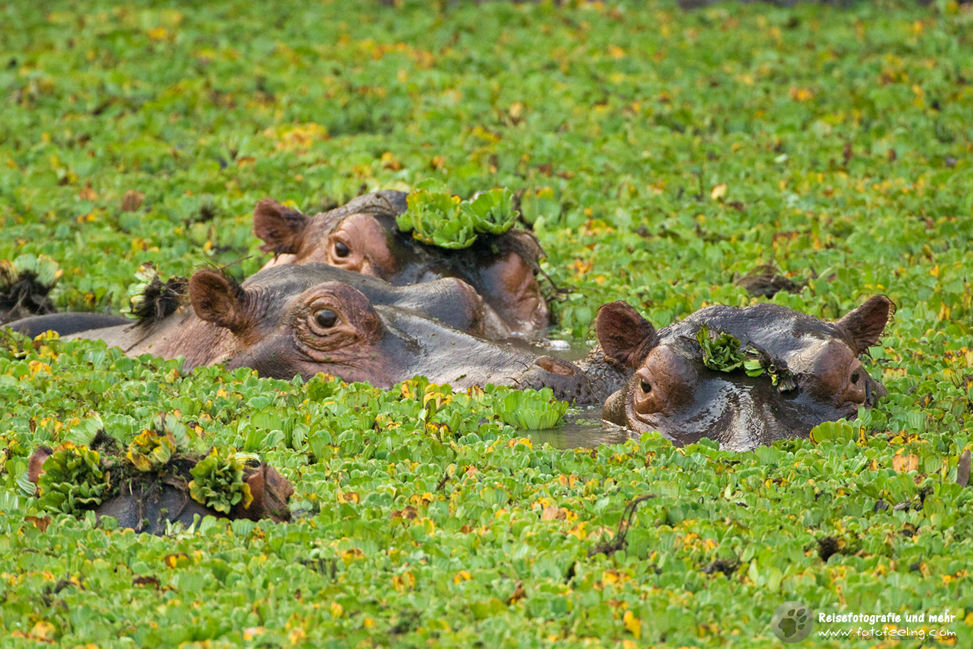 Flusspferd (Hippopotamus amphibius)