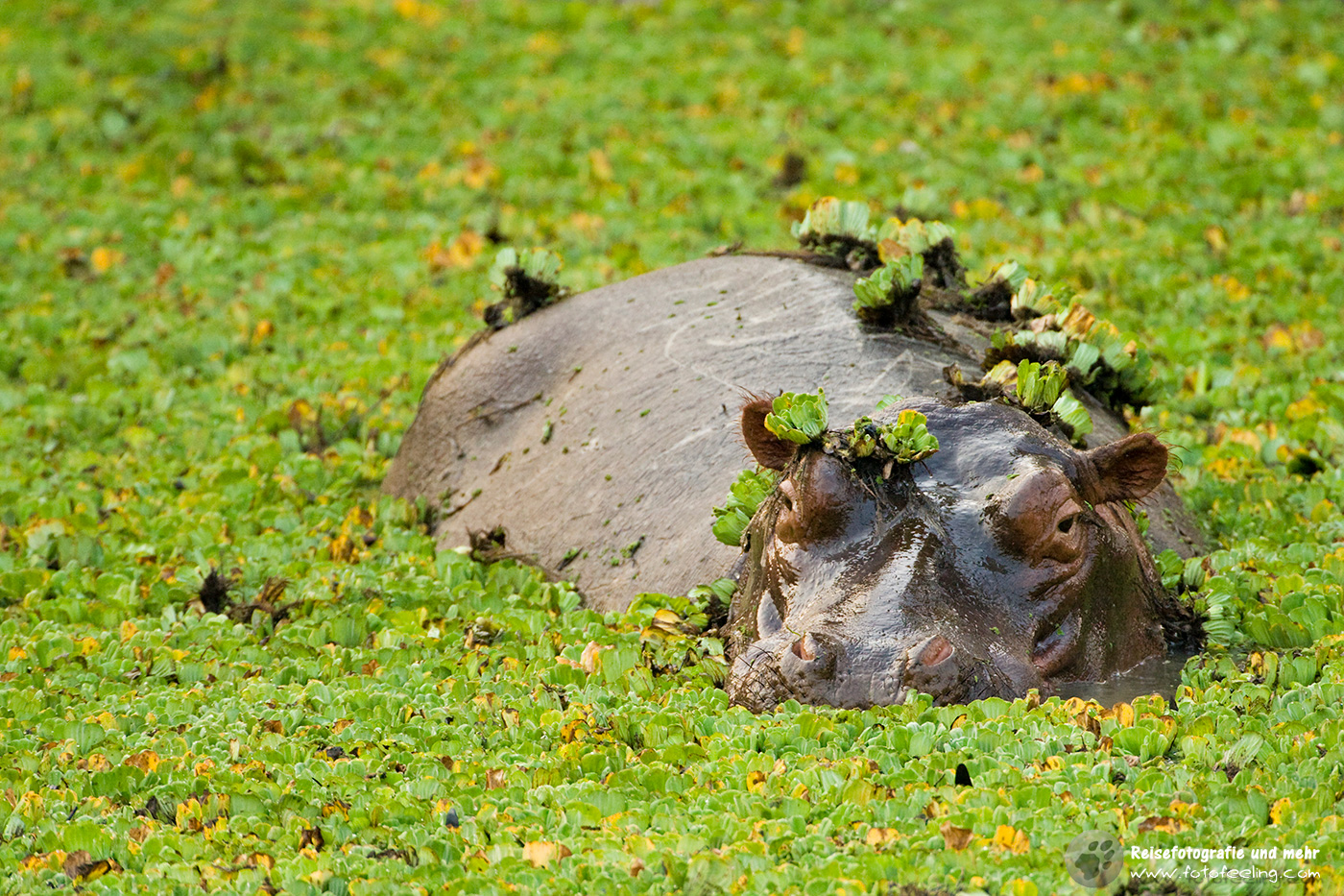 Flusspferd (Hippopotamus amphibius)