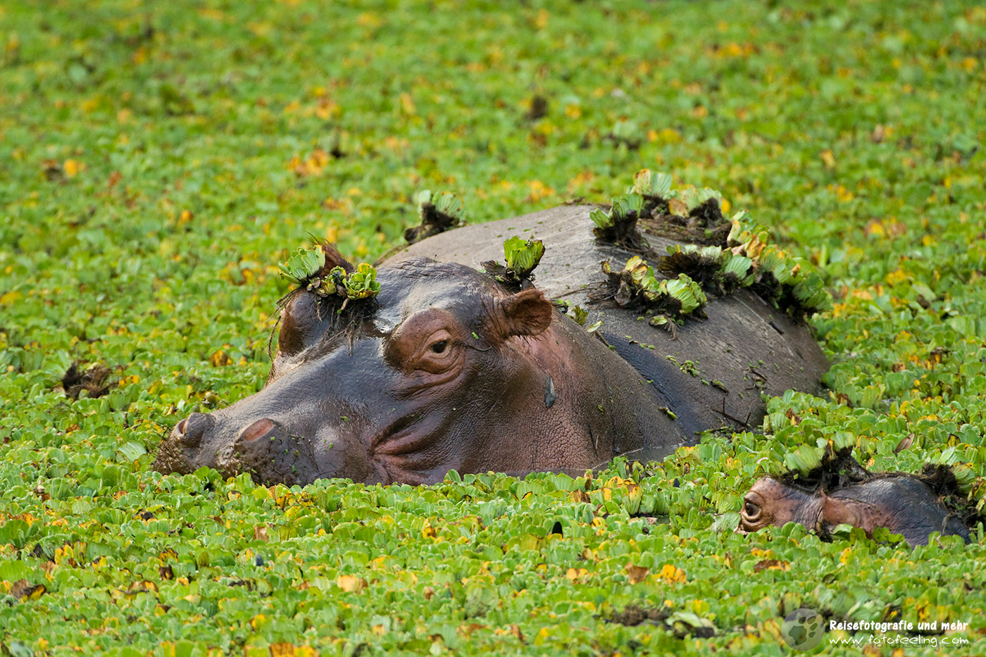 Flusspferd (Hippopotamus amphibius)