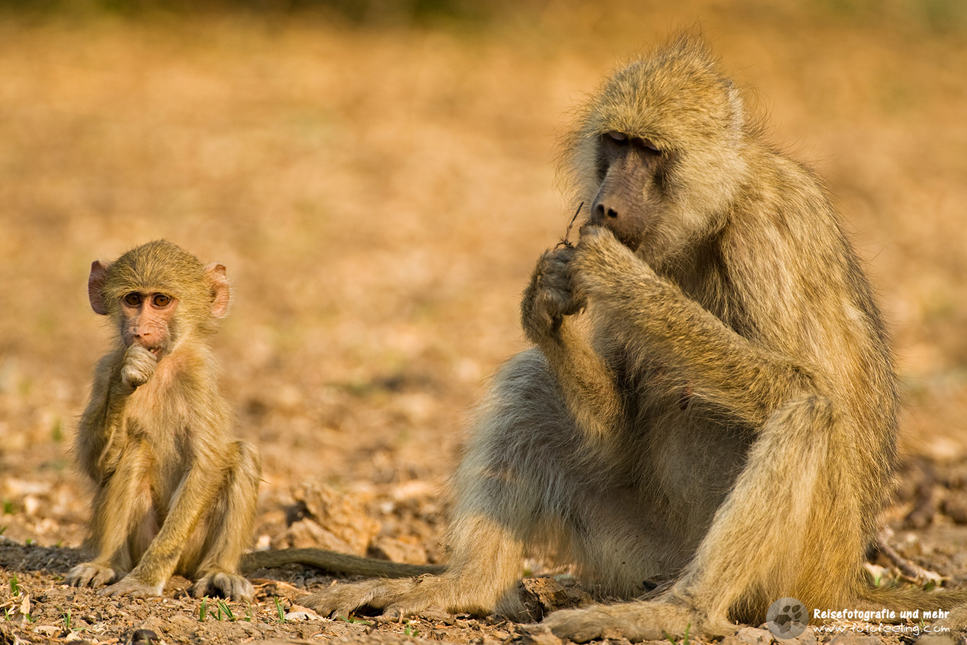Steppenpavian (Papio cynocephalus)