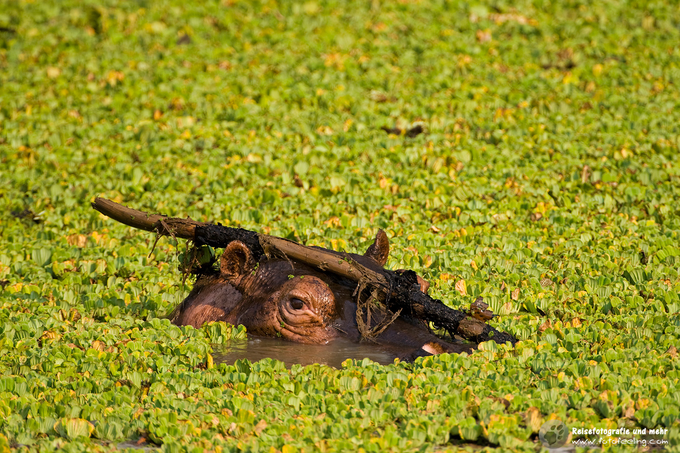 Flusspferd (Hippopotamus amphibius)