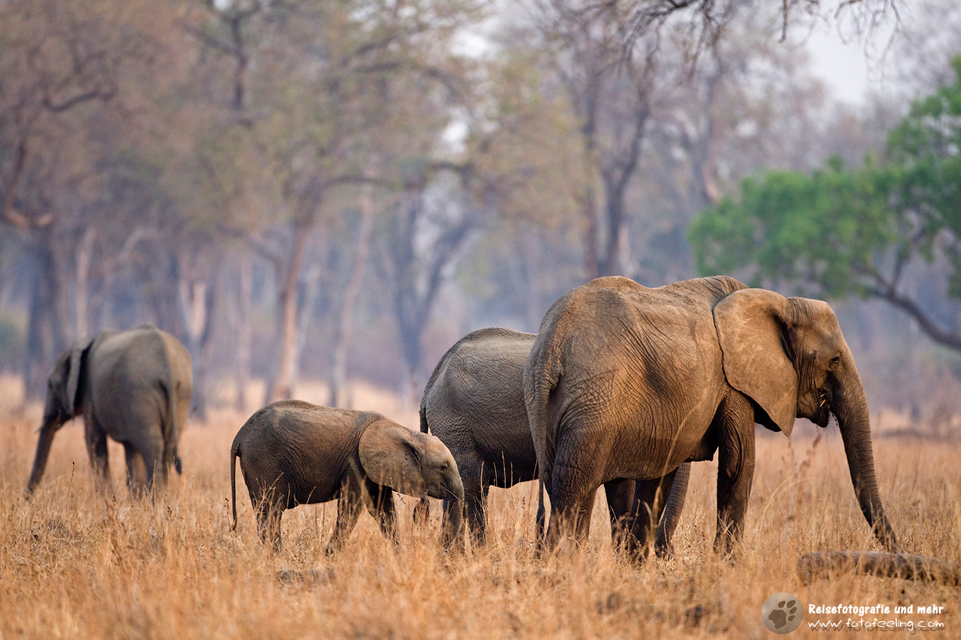 Afrikanische Elefanten (Loxodonta africana)