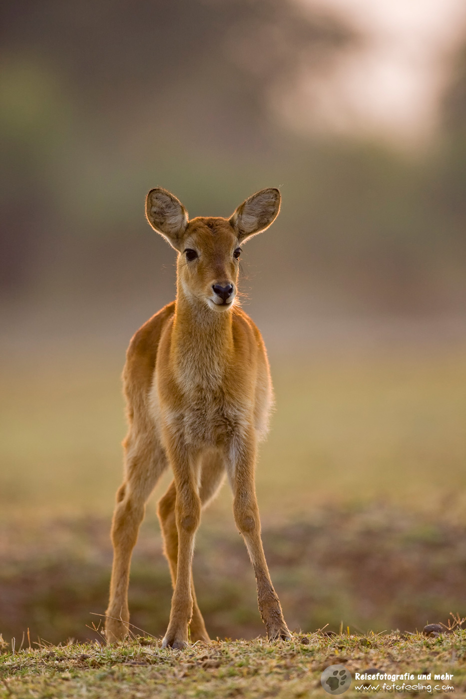 Letschwe (Kobus leche), Lechwe oder Litschi