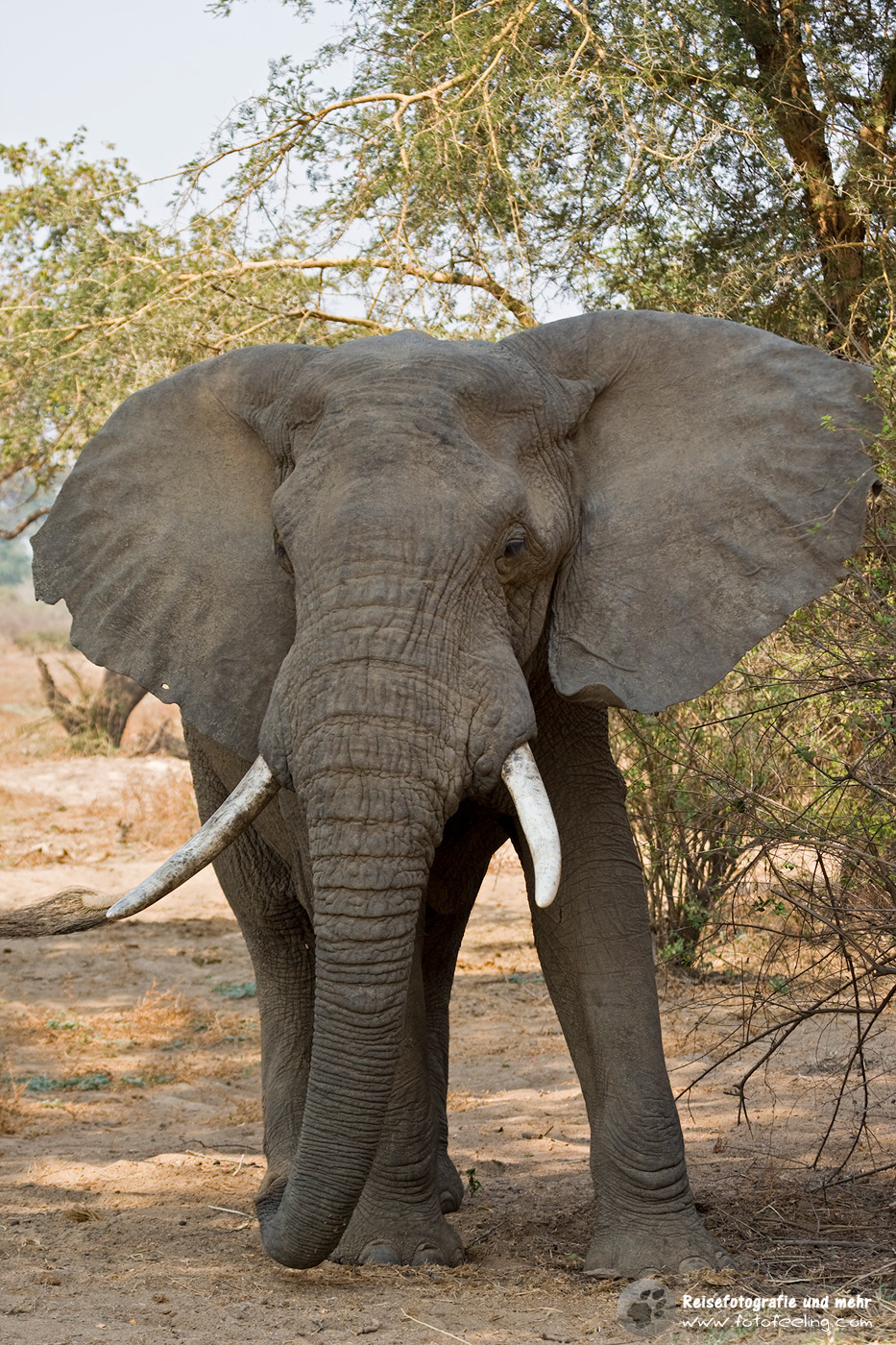 Afrikanischer Elefant (Loxodonta africana)