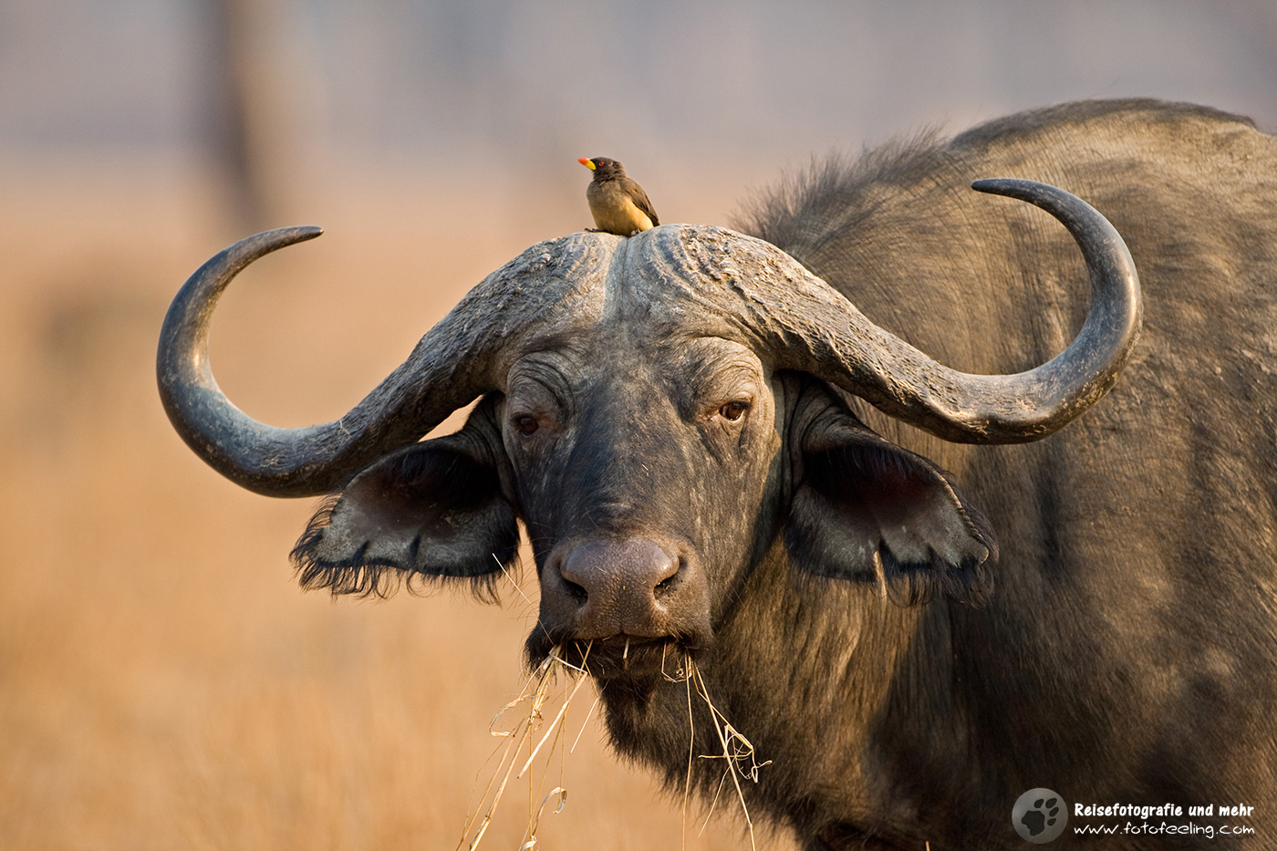 Kaffernbüffel (Syncerus caffer)