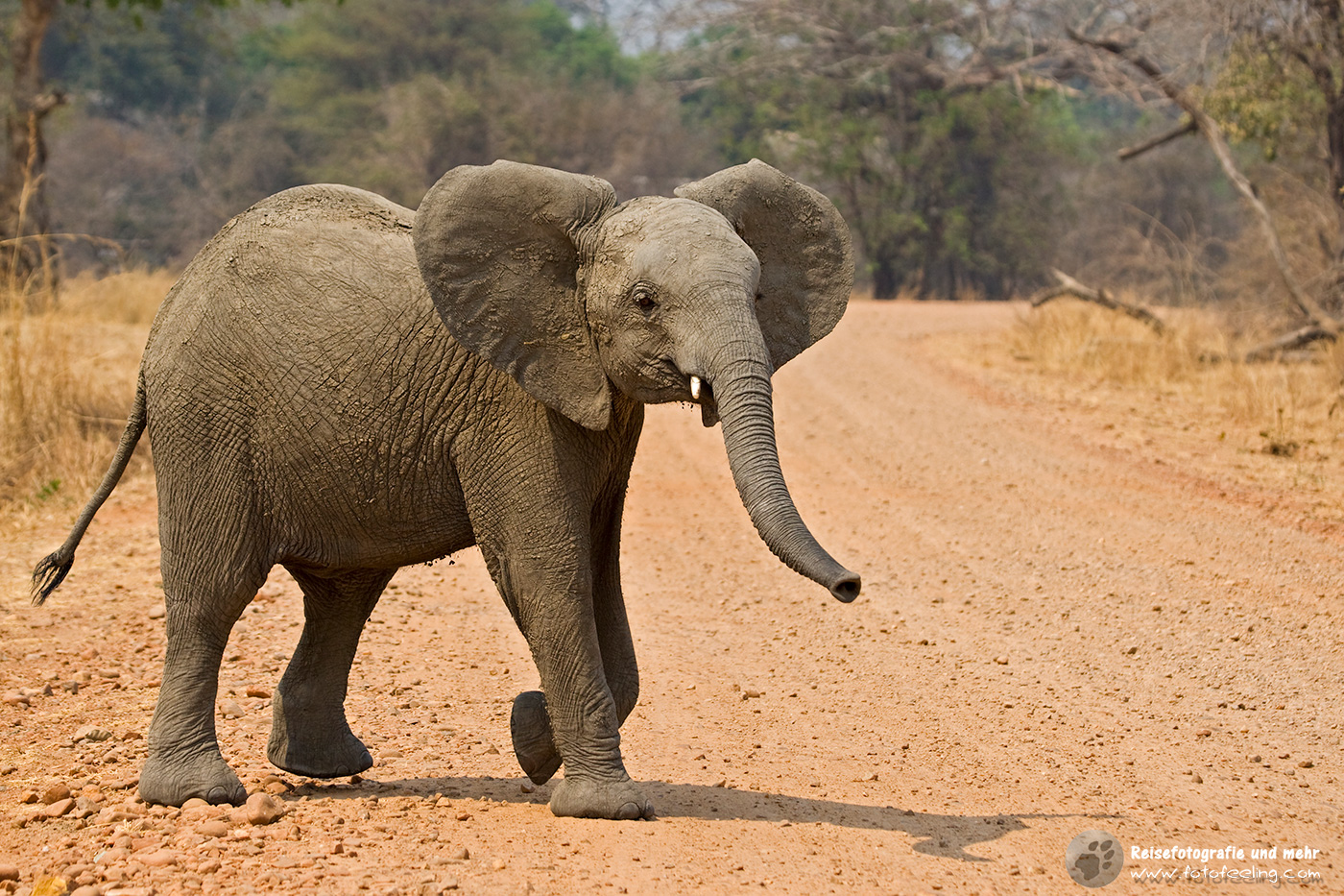 Afrikanischer Elefant (Loxodonta africana)