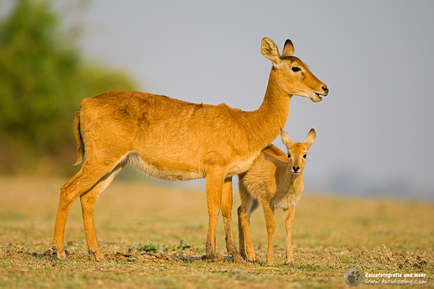 Letschwe (Kobus leche), Lechwe oder Litschi