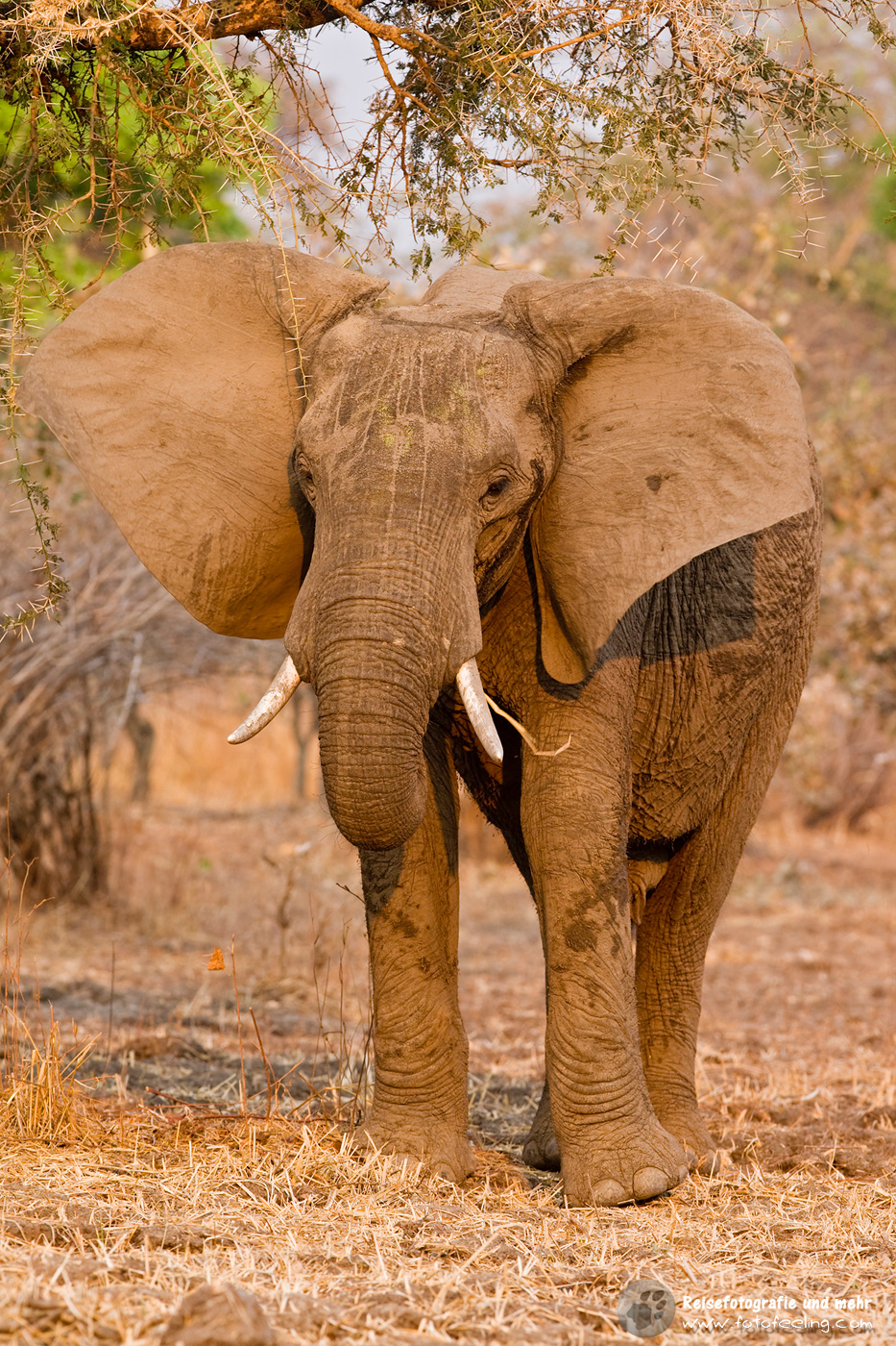 Afrikanischer Elefant (Loxodonta africana)