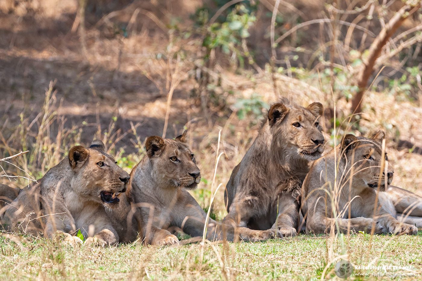 Löwen (Panthera leo)