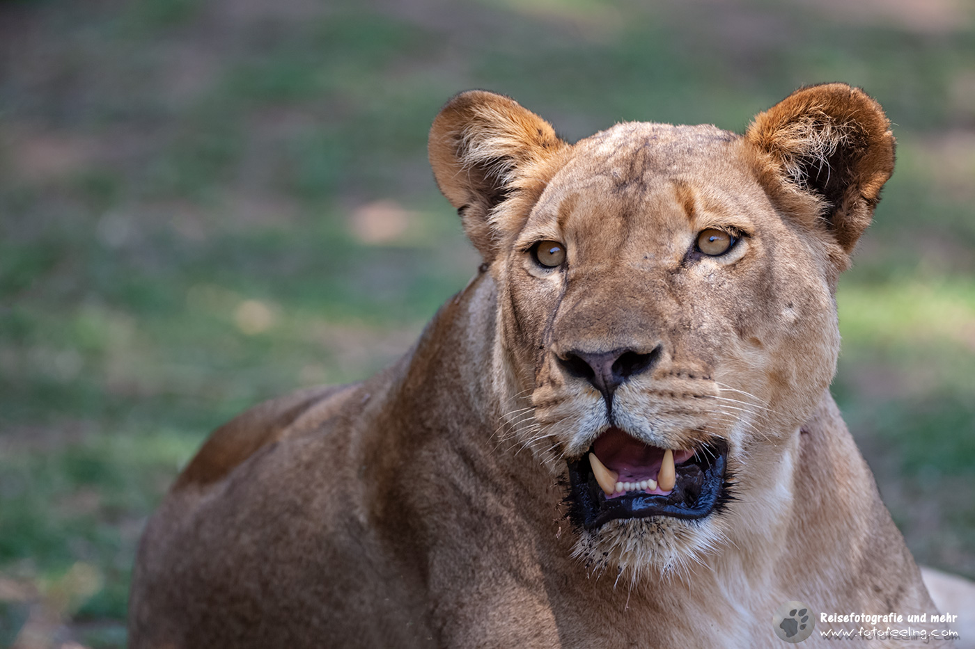 Löwin (Panthera leo)