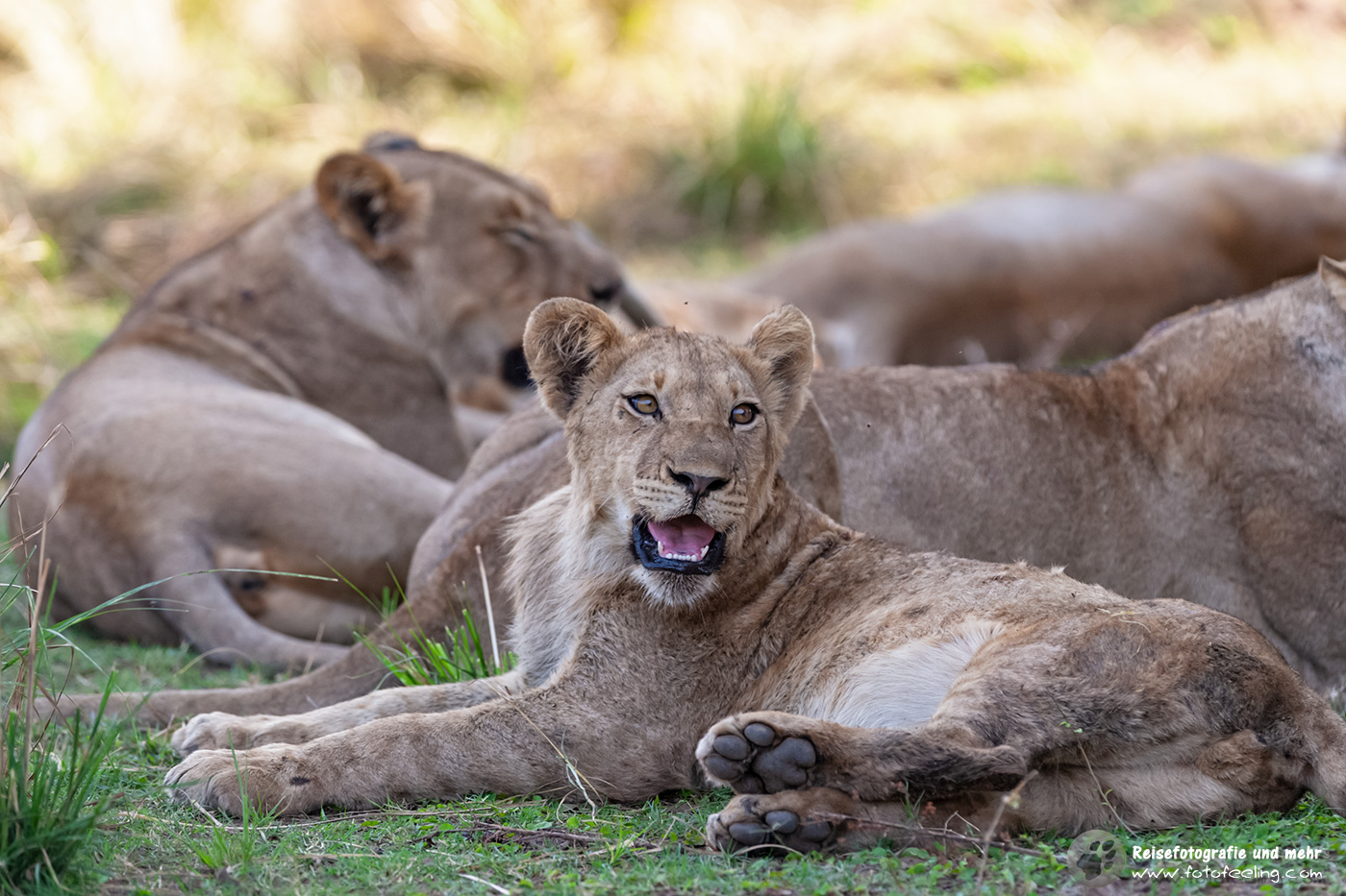 Löwen (Panthera leo)