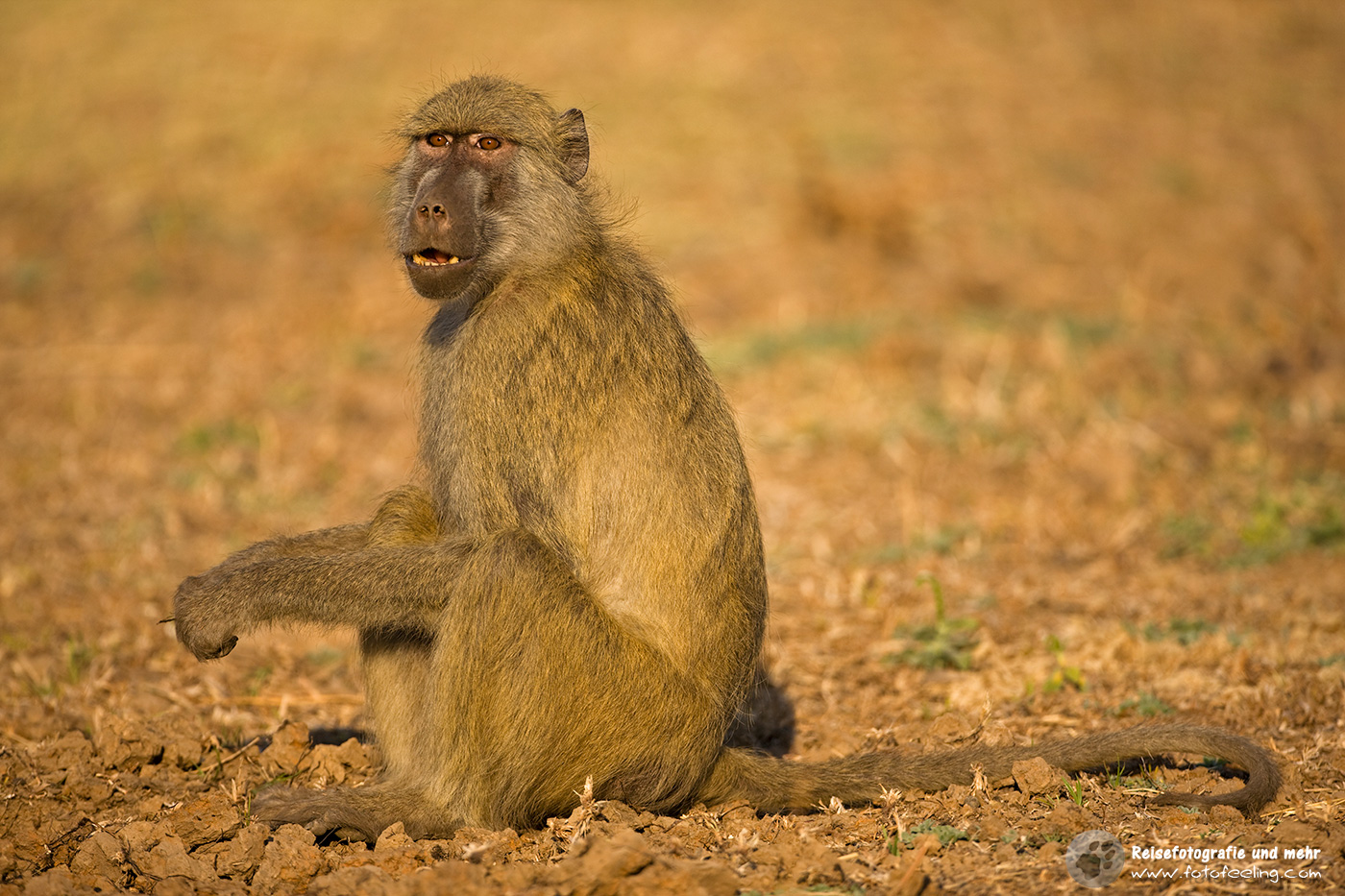 Steppenpavian (Papio cynocephalus)
