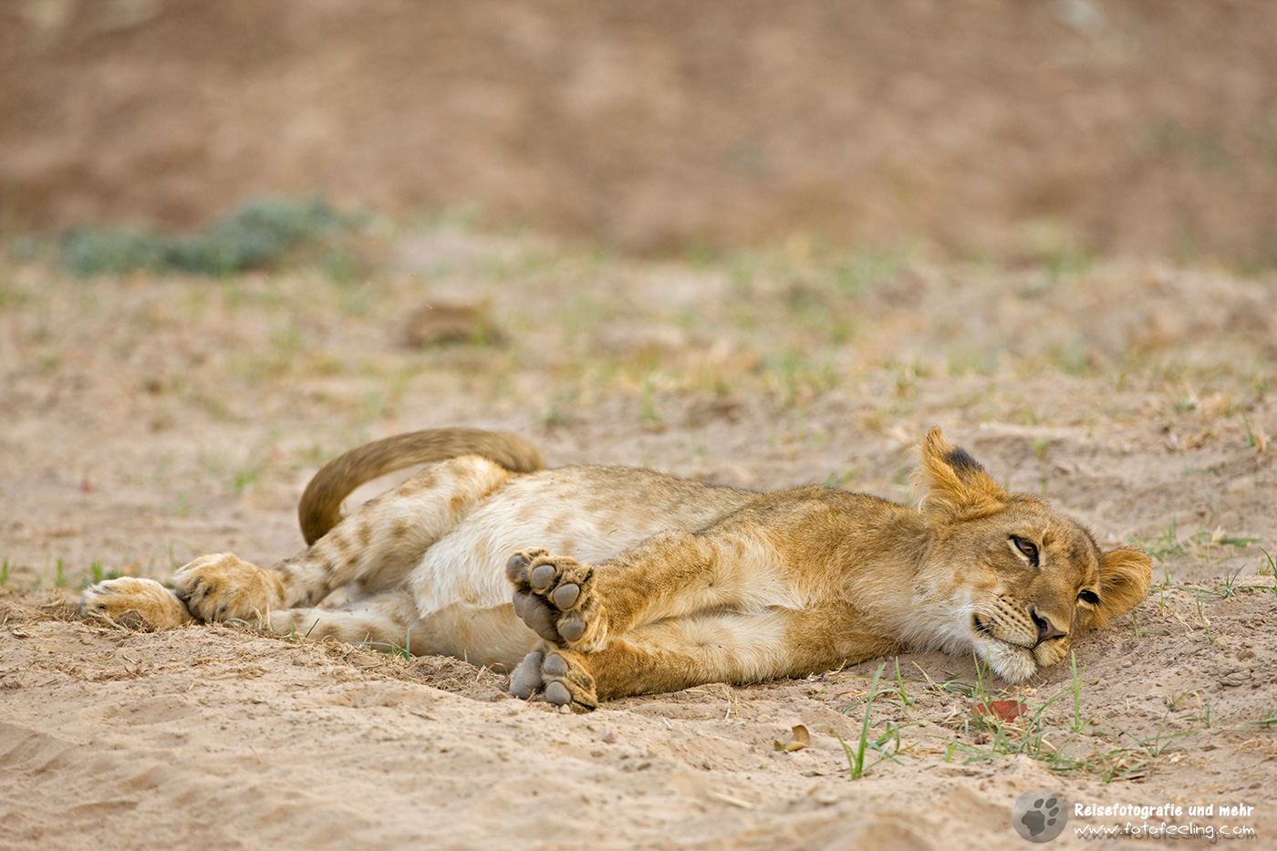 Löwe (Panthera leo)