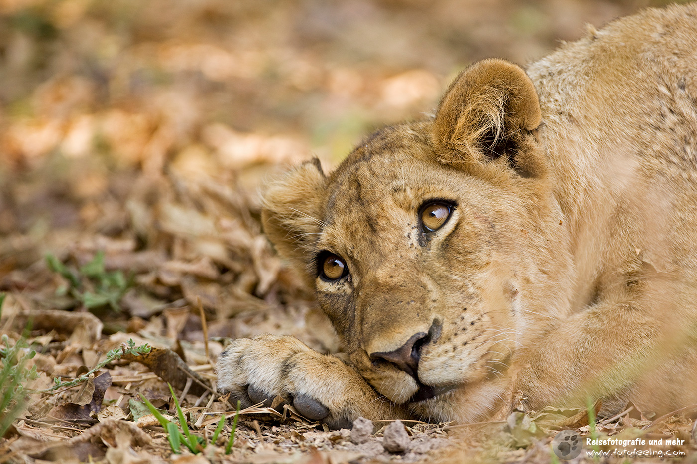 Löwe (Panthera leo)