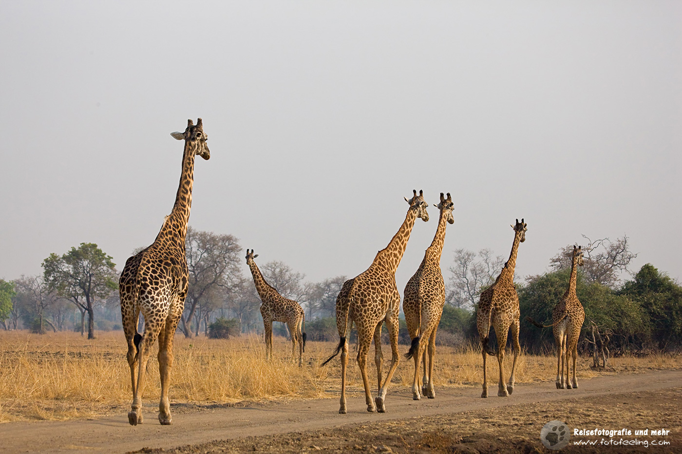 Auf dem Weg - Giraffen (Giraffa)