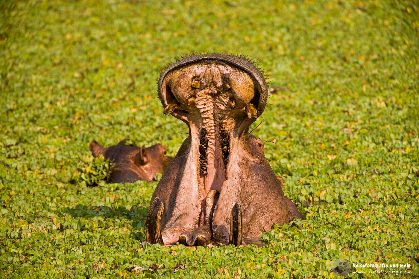 Flusspferd (Hippopotamus amphibius)