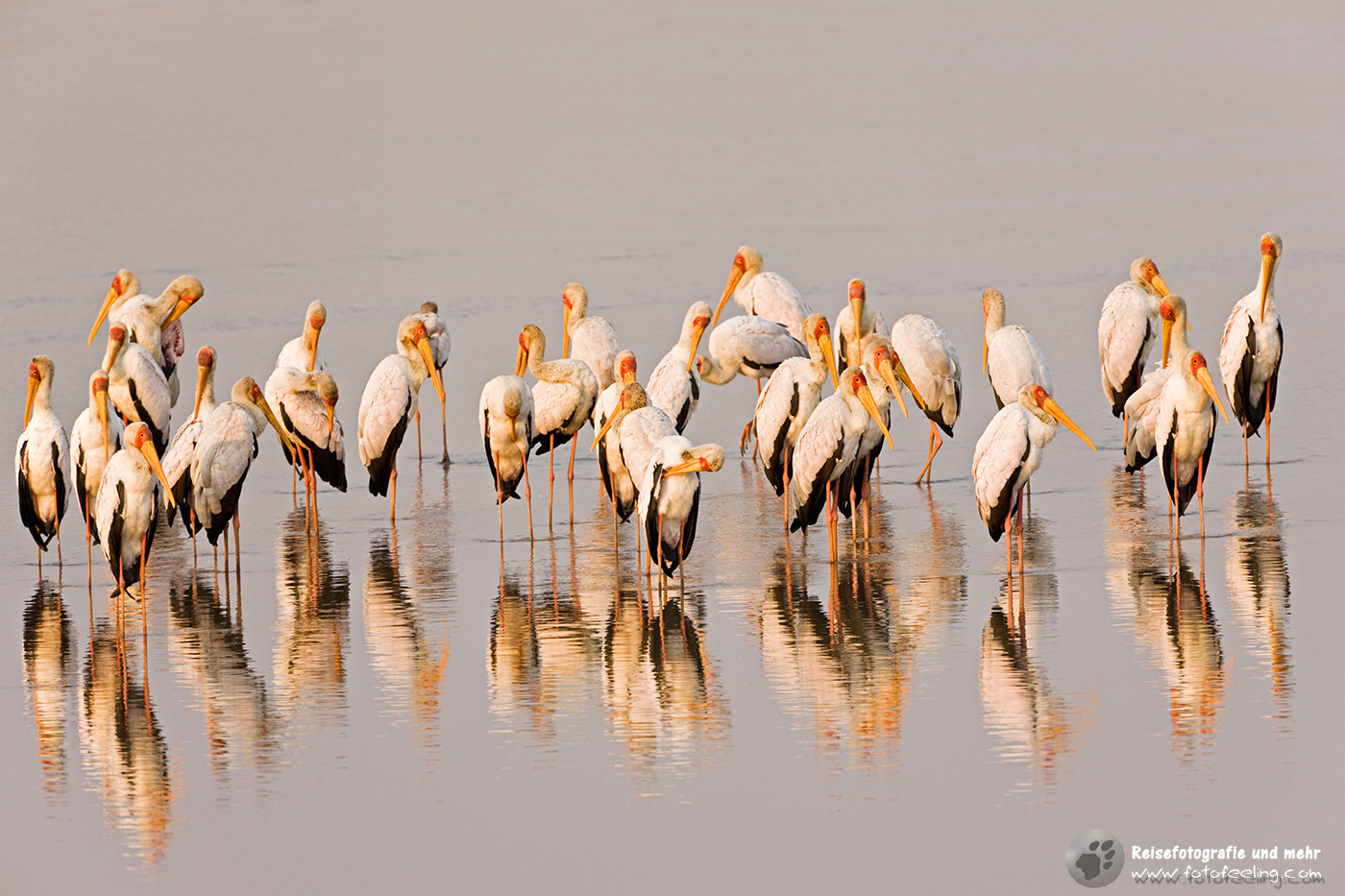 Nimmersatt (Mycteria ibis)