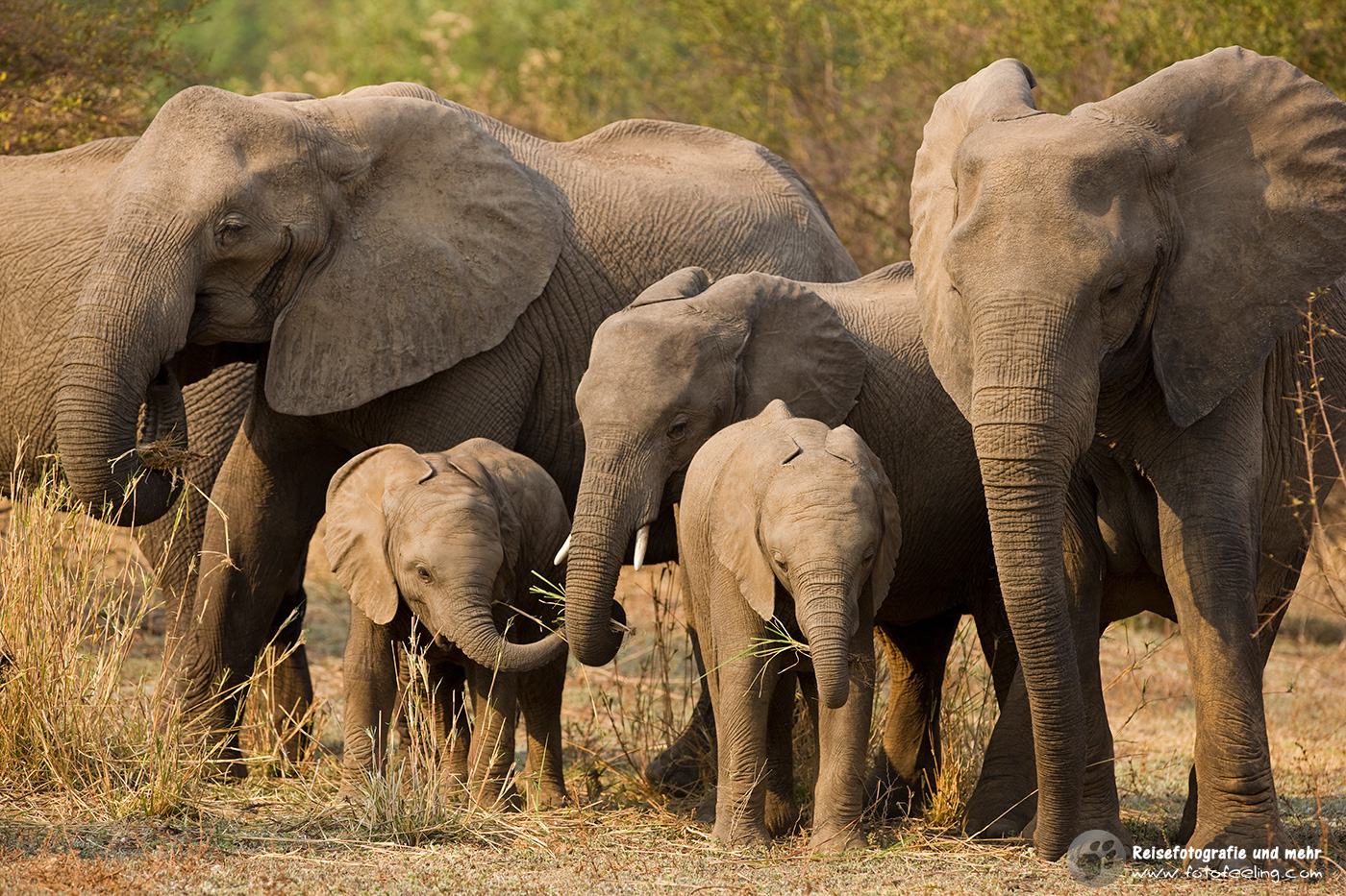 Afrikanische Elefanten (Loxodonta africana)