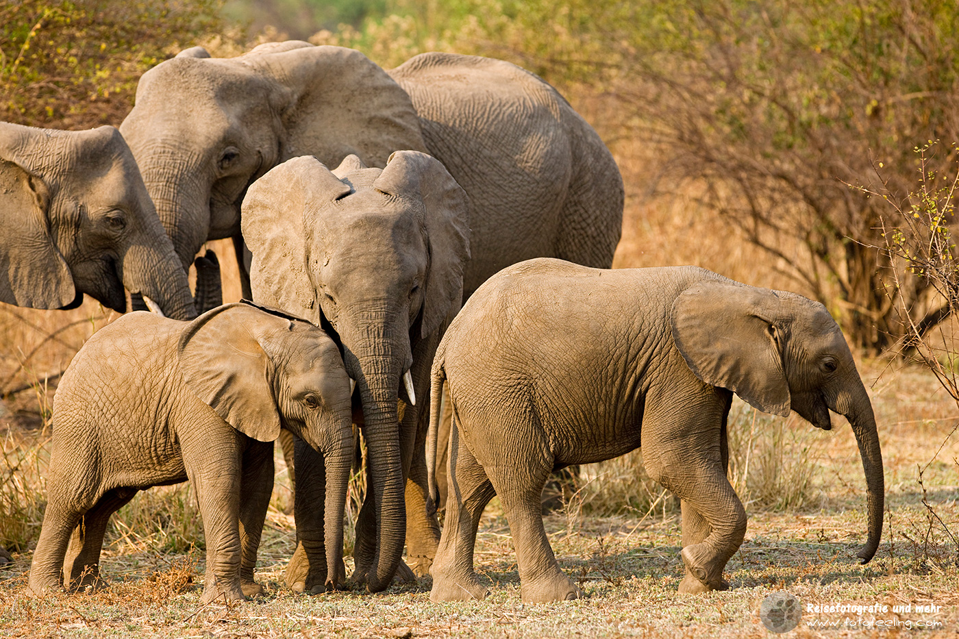 Afrikanische Elefanten (Loxodonta africana)