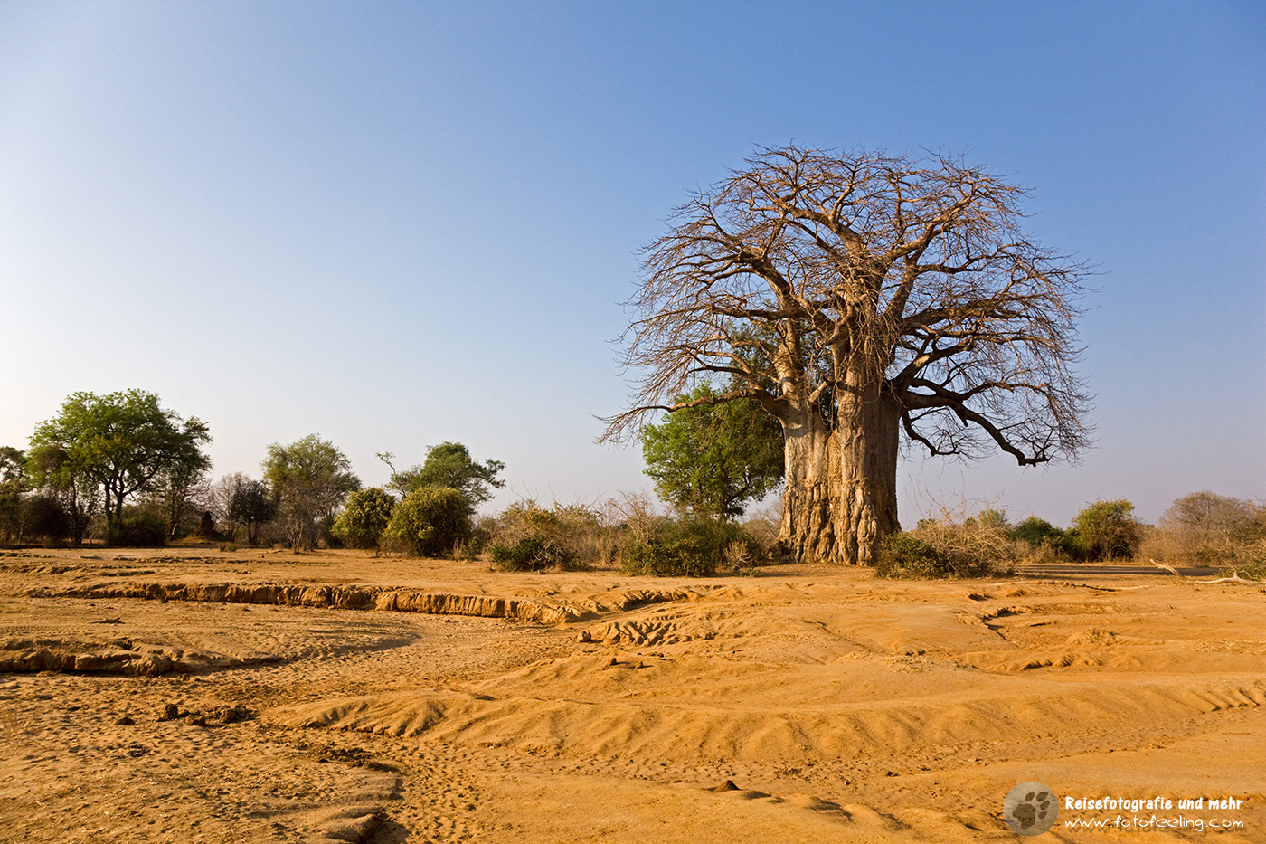Mächtiger baobab