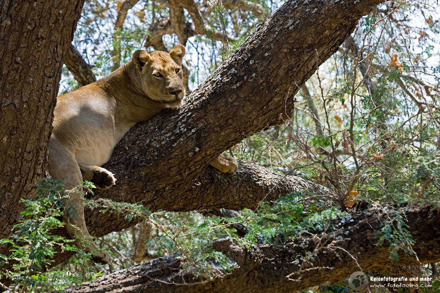 Löwin (Panthera leo) im Baum